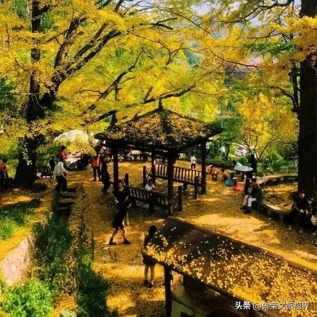 南方四境藏金秋：四大银杏秘境的温柔时光