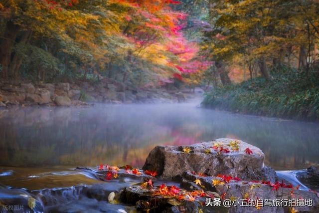 江浙沪 9 大赏秋地实测攻略！周末就能出发，红枫 / 银杏 / 水杉全吃透