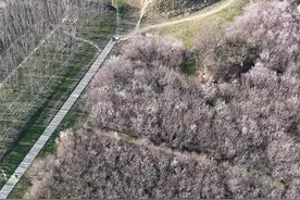 这才是西安独有的赏春秘境！花开成海超壮观，此刻去正美！0门票图片