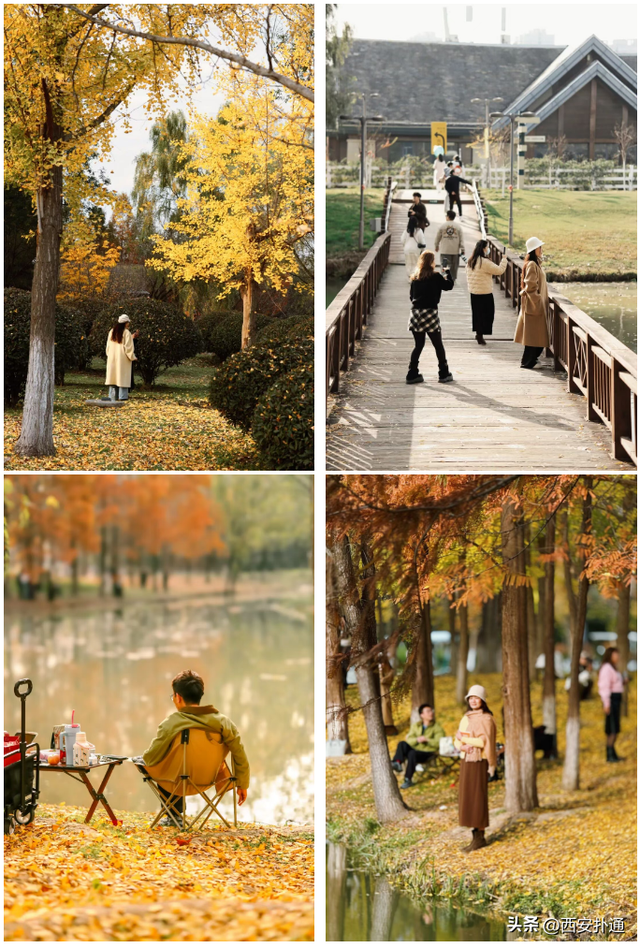 红透了！西安这片水上杉林，已进入最佳观赏期！