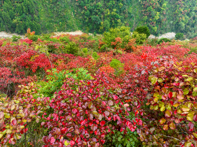 接下来的一个月，来汉中赏红叶就对了