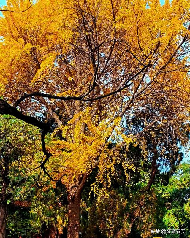 暖到了!身为“高冷古建”的岱庙,背地里在帮大家找回童年?