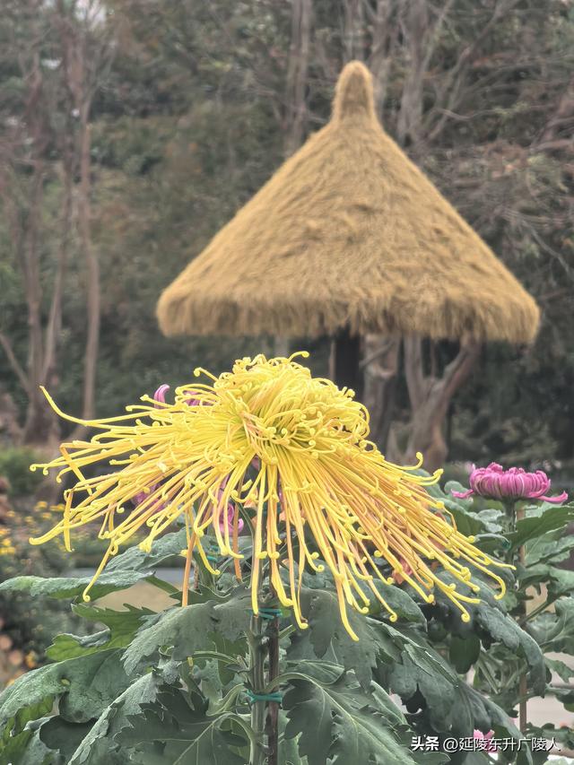 武进新天地公园菊花展 乡村田园风 今年又不同