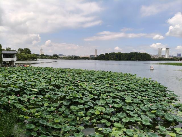 夏日的玄武湖公园荷花四面环绕。