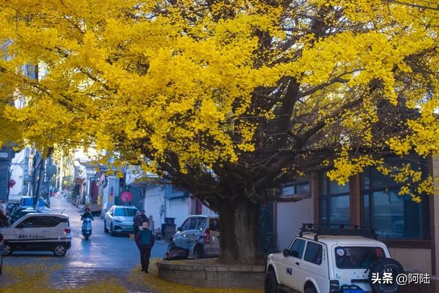 崇圣寺隔壁也有古银杏,就在三文笔村,长势更加风华正茂