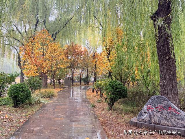石家庄市裕西公园赏叶美景上线邀您打卡