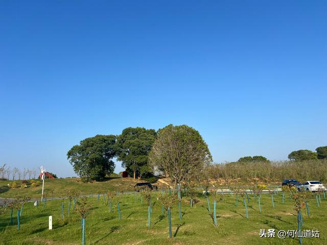 吴城狮子山观鸟