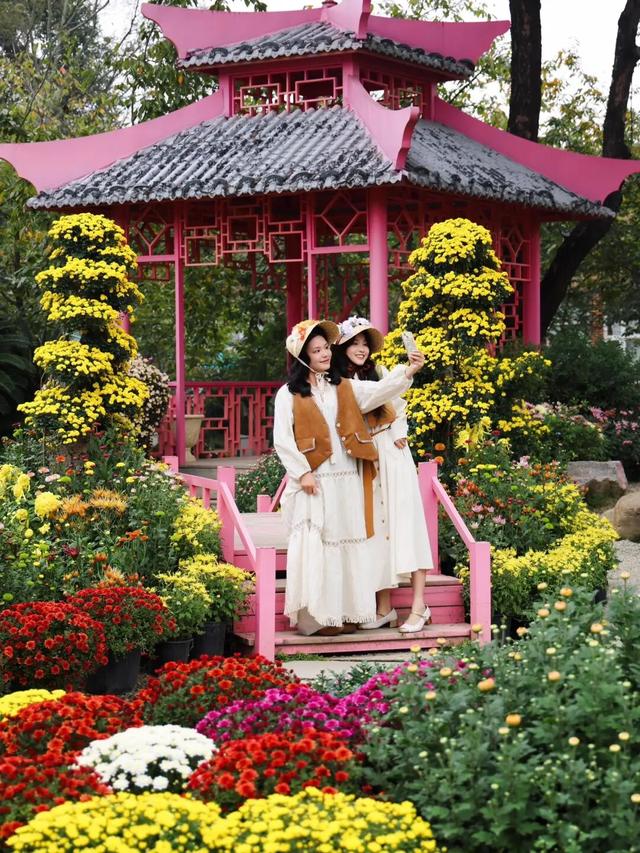 15万株绽放醉美菊花展，成都又美爆了！