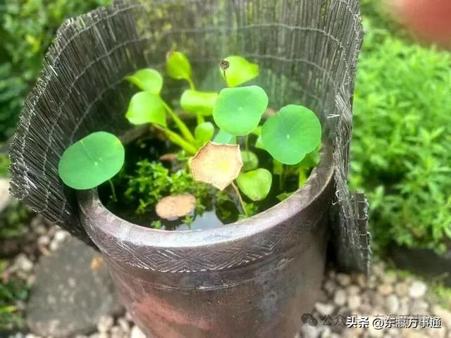 晓 薇：在日本寺院小住