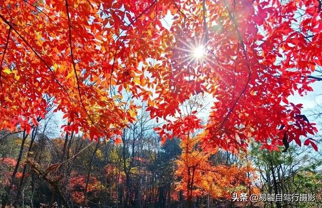 北京香山红叶红了：拍摄必须掌握这6个实战技巧 张张出大片成顶流
