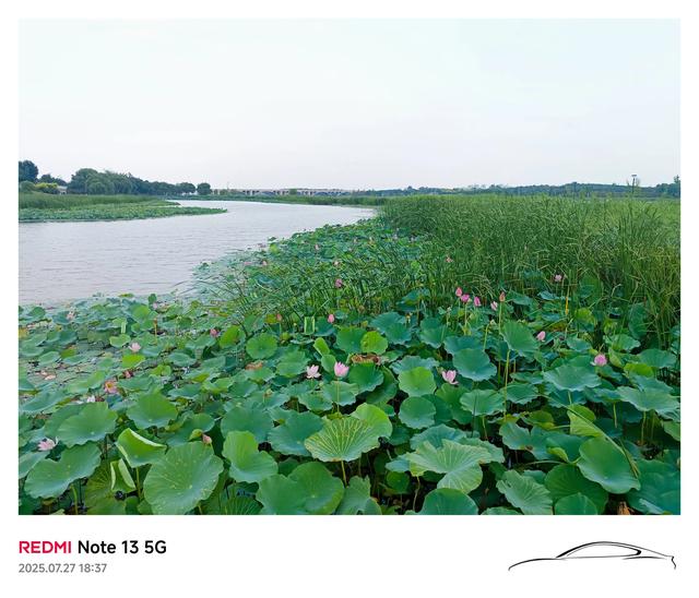 滹沱河观荷