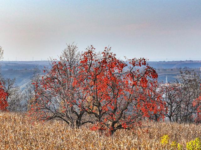 陕西宜君初冬：满枝红柿 一径清甜