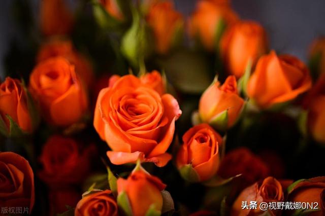 玫瑰颜色选错=表错情！9种颜色花语全解析，送花前必看