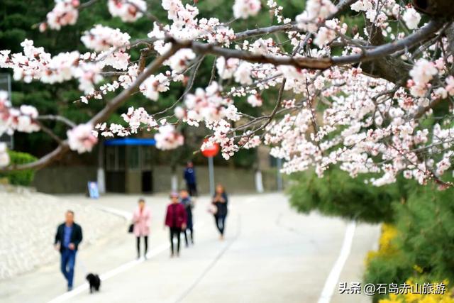 三月赤山，许你半价春风与山海之约！
