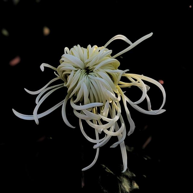 武汉动物园金秋菊展集锦