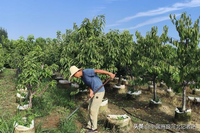 保定徐水：陈庄岭上铸忠魂 红色村庄活力新