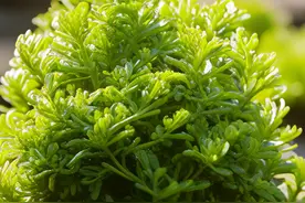 遇到这种“还魂草”，别不好意思，挖一颗养在家里，好处特别多图片