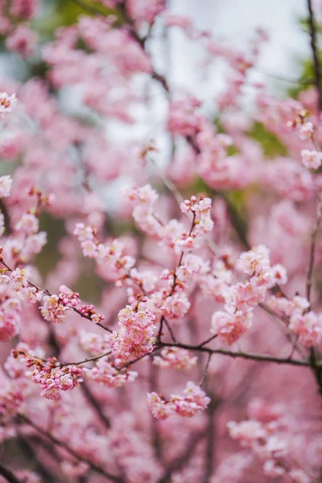 鼋头渚如何丝滑入园赏樱？攻略来了！