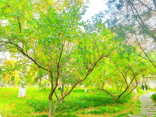 初冬限定之美——兴庆宫里的一步一景