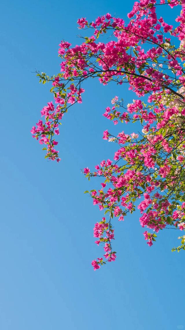 厦门的冬天给北方朋友一点小小震撼~