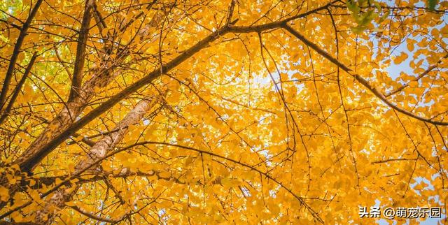 逛了这么多地方，才发现最迷人的银杏藏在身边，金叶子等着被发现
