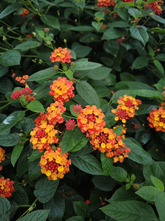 南行漫记：放慢行走的脚步，我们在南充休整