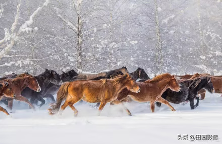 冬日天马故乡昭苏行有感