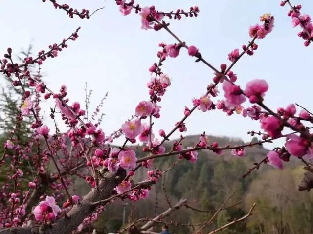 春染徽县｜收藏春日的温柔与美好