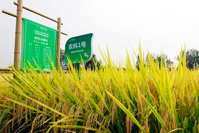 秋日盛景，在新津的这里…