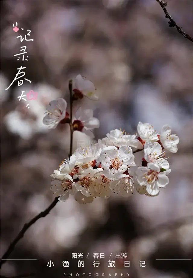 杏花开了！西安地铁直达的免费花海，巨巨巨出片，快去拍！