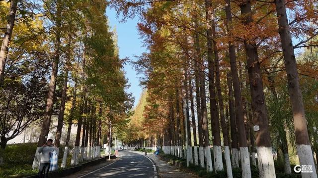 【绿色打卡地】处处皆美景,初冬的世博园被焦糖色填满