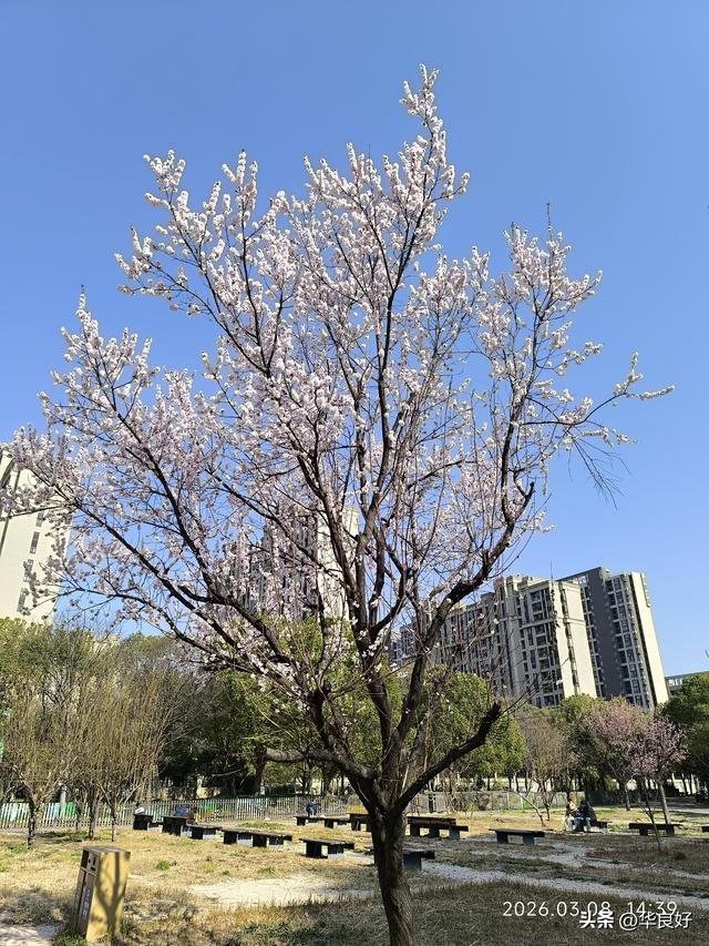 春暖花先知，早樱花成云
