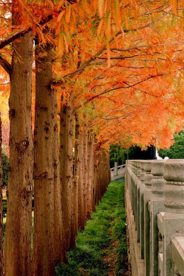 临沂「红杉」「红枫」浓度拉满，出片率100%