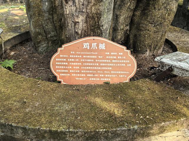 浙江湖州市德清县莫干山国家风景名胜区游记（下）