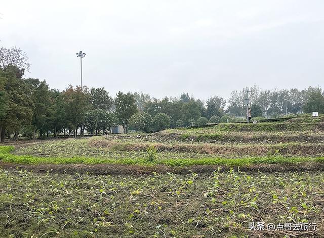 成都市区最美芙蓉花，王者风范，植物迷宫更是惊艳，不要门票！
