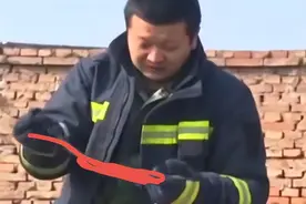 山西蛇群不冬眠而是蹭暖气！热力井遍地大蛇，蛇怎么进去的呢？图片