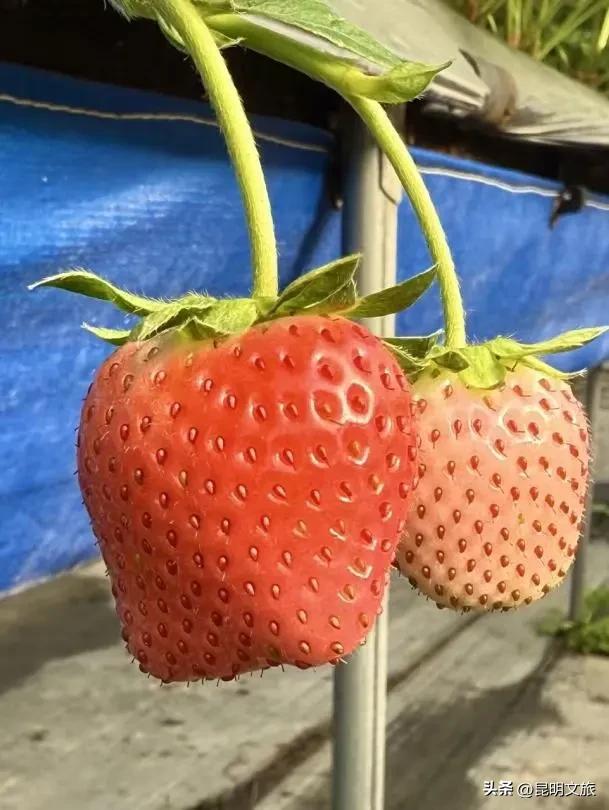 别再问昆明哪里能摘草莓了！收下这份采摘地图，直接抄作业→