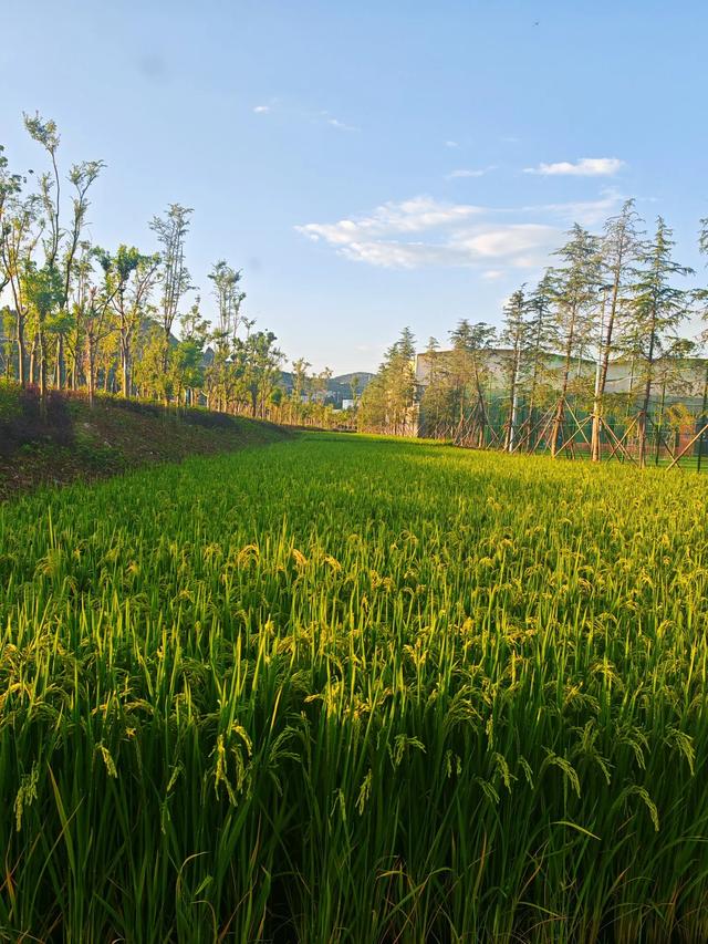 昆明市区惊现宫崎骏动漫稻田！铁路风景！人少景美速来～