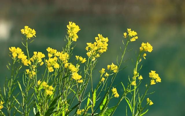 陇南油菜花提前开放，今天可以约起走！