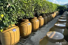 百亿之后，今世缘的路不好走图片