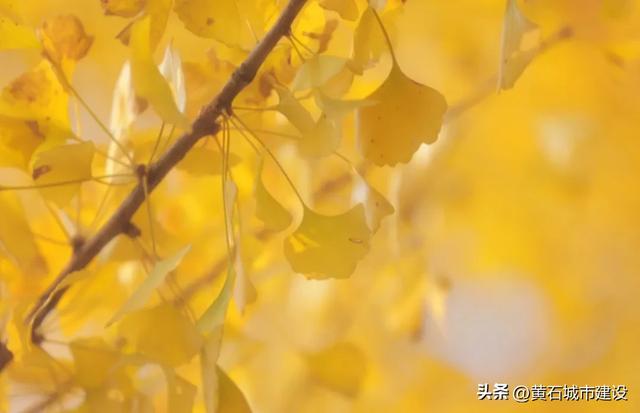 最大1600岁!黄石这几棵银杏王 你都打卡了吗?