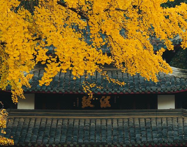 藏不住了！赣州这5处银杏秘境，惊艳了整个赣南秋天