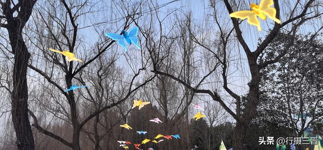 舜德花海新春嘉年华邀您共赏