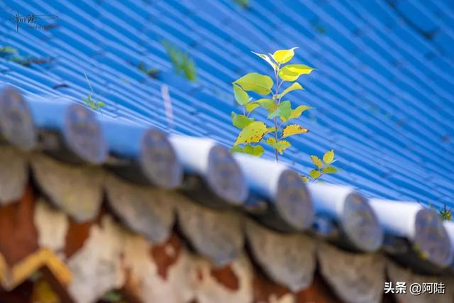 灵鹫山的野樱花快谢了,今年还没看的就别去打扰无为寺的清静啦