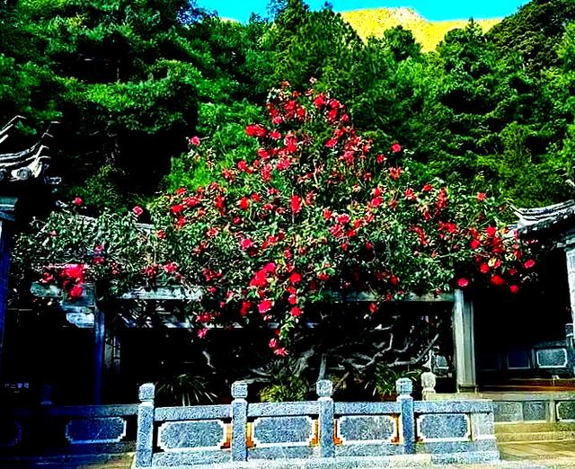 玉峰寺看山茶花