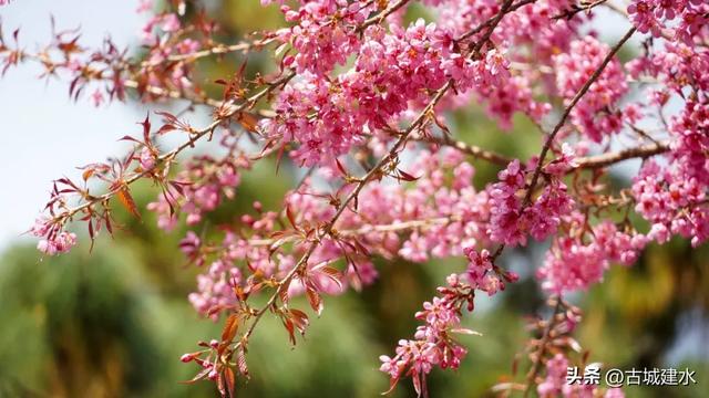 山涧茶垄樱似霞 建水云龙山冬日樱韵正当时