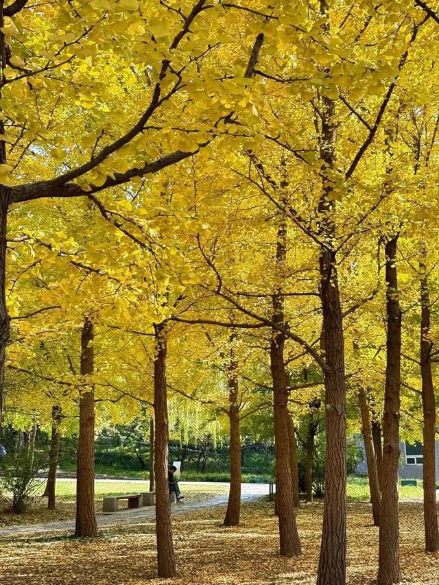 速来！海淀这份含“金”量超高的攻略请收好→