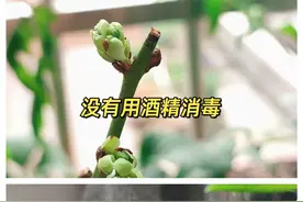 蓝莓怎么修剪图片