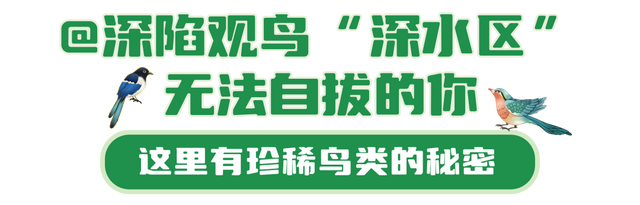 古树观鸟图鉴—4大主题20条线！玩转黄山→ | 皖美夏日