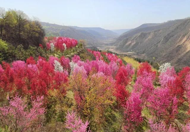庆阳这5个地方，藏着黄土塬整个春天的密码！